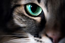 Hilfe, Katze vermisst!